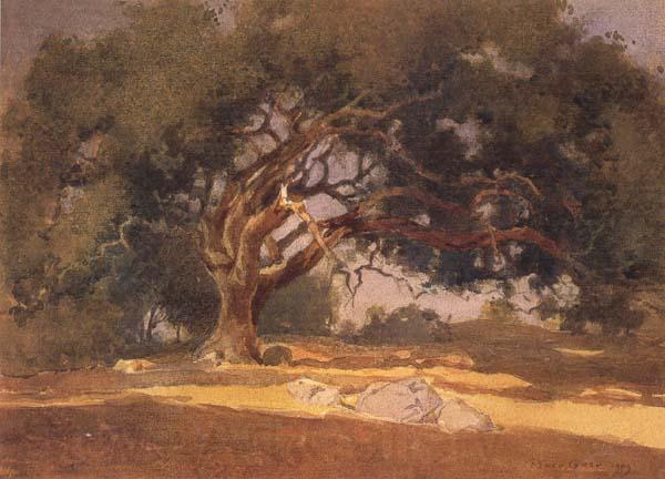unknow artist Oak Canopy Spain oil painting art